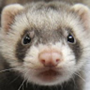 Meet your Posher, Will